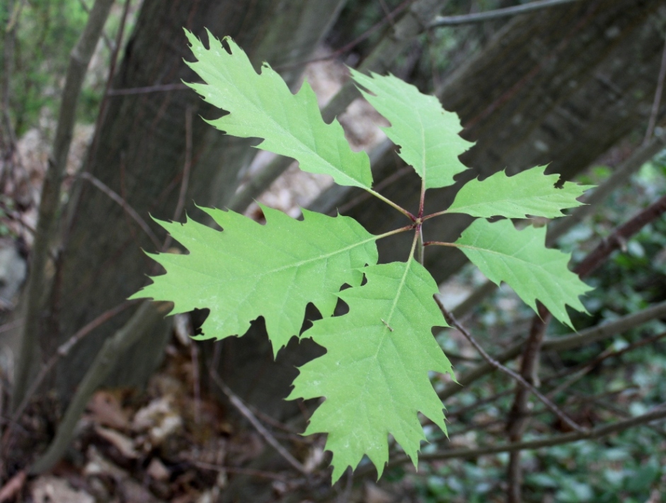 Quercia Alloctona?